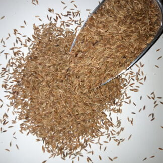 Cumin ganz