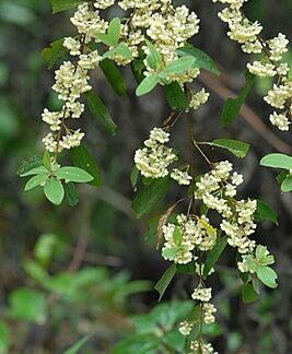 Litsea Cubeba Öl
