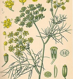 Fenchel Öl süss