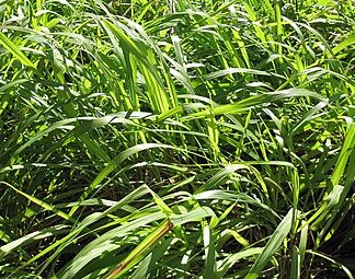 Citronella Öl