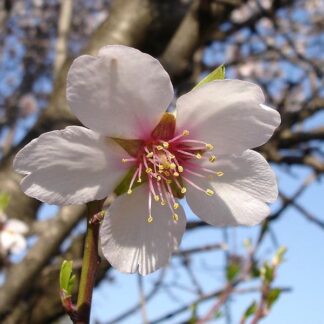 Mandelblüte Parfumöl Duftöl