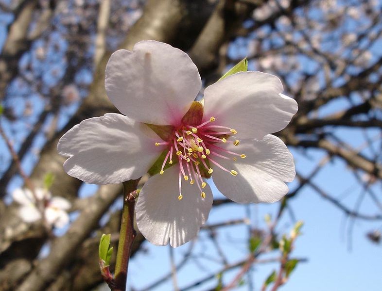 Mandelblüte Parfumöl Duftöl