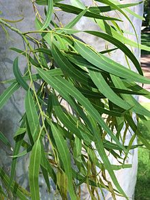 Eukalyptus- Citriodora Öl  (Zitroneneukalyptus)