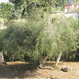 Teebaum Öl