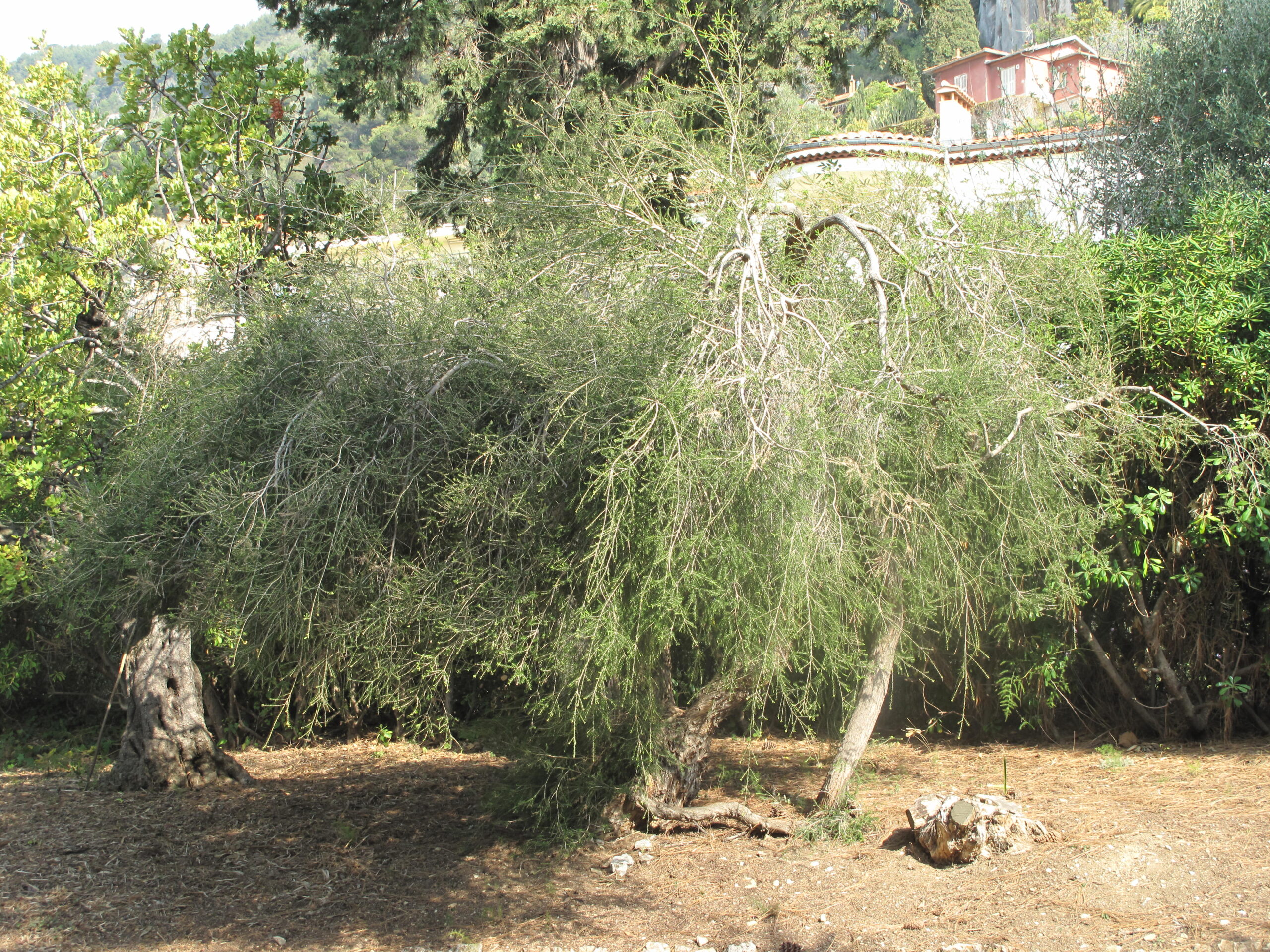 Teebaum Öl