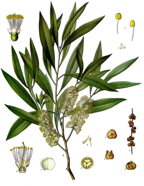 Cajeput Öl