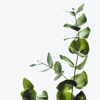Eukalyptus Öl