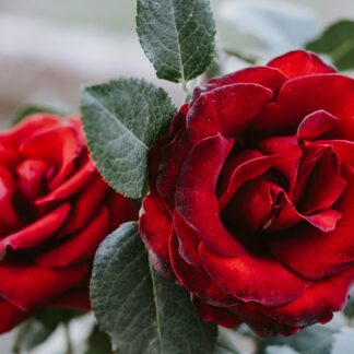 Rosenöl Typ Bulgarisch  Parfumöl Duftöl
