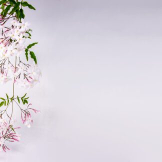 Jasmin Parfumöl Duftöl