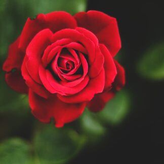 Rose Öl Parfumöl Duftöl