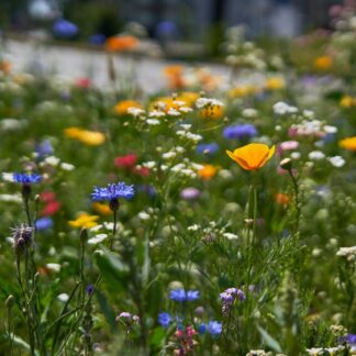 Wiesenkräuter Parfumöl Duftöl