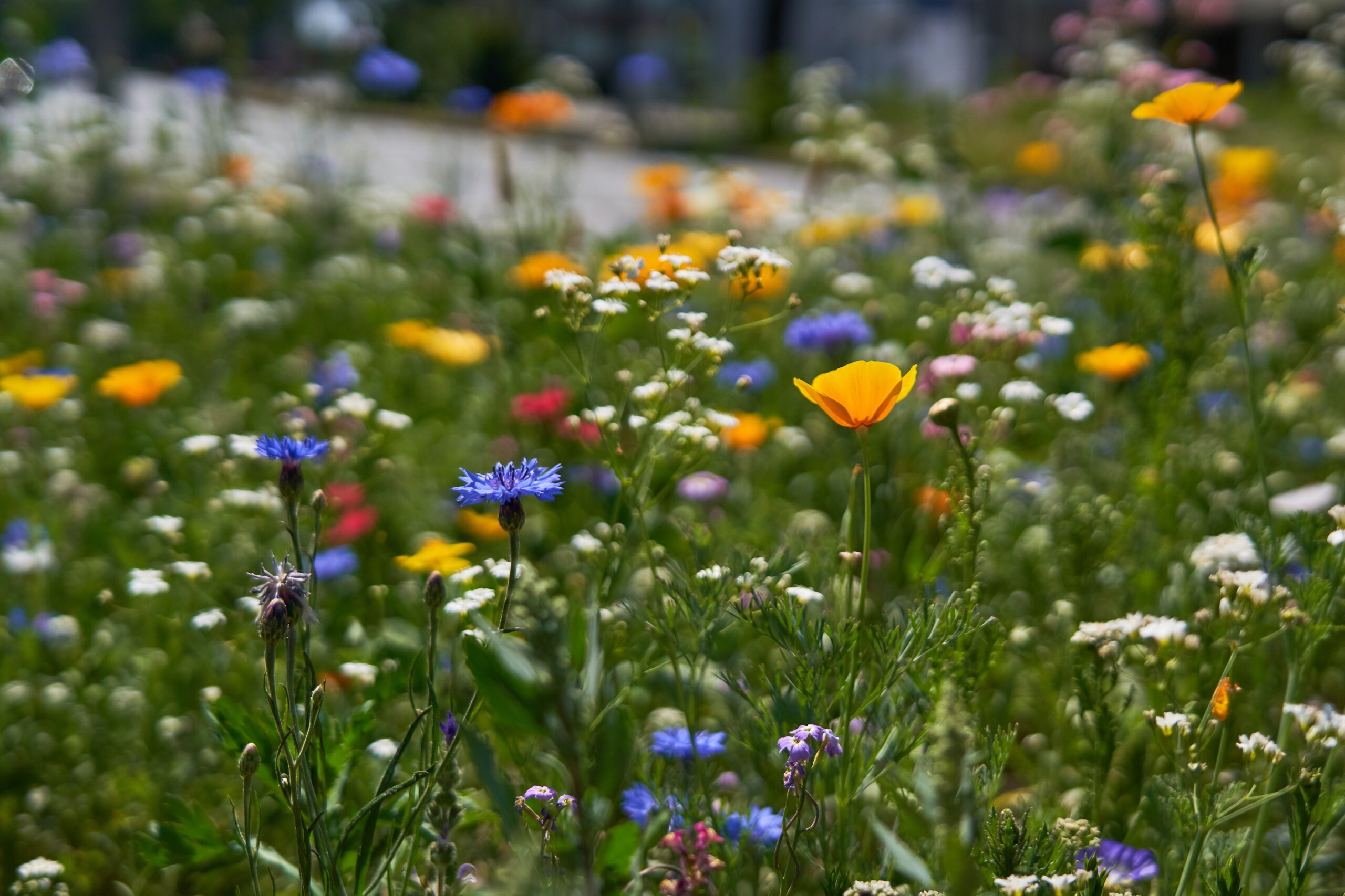 Wiesenkräuter Parfumöl Duftöl