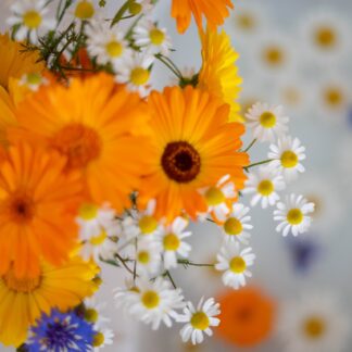 Ringelblume Parfümöl Duftöl