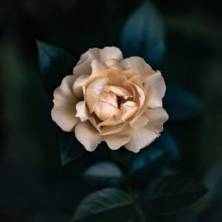 Gardenia Parfumöl Duftöl