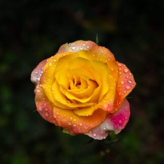 Douce vie Öl (Rosenduft) Parfumöl Duftöl