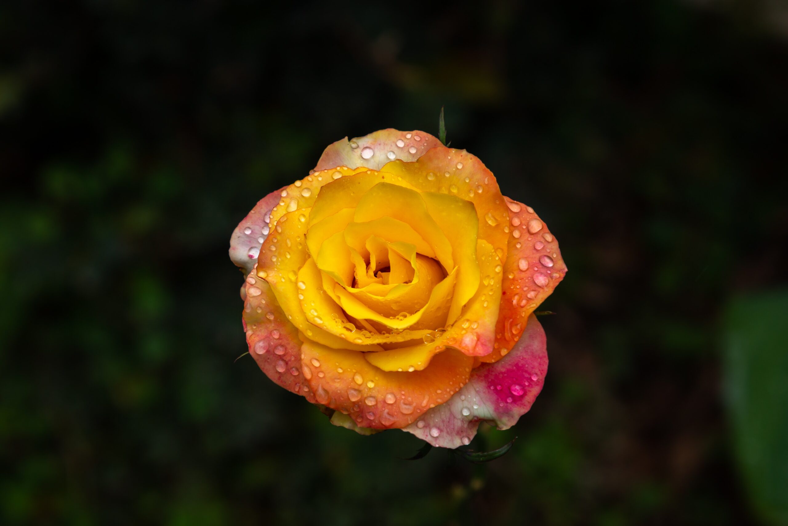Douce vie Öl (Rosenduft) Parfumöl Duftöl
