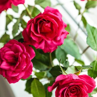 Heckenrose Öl Parfumöl Duftöl