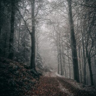 Waldduft Parfumöl Duftöl