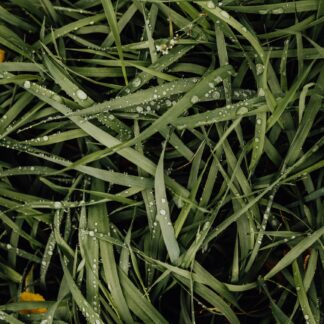 Gras Parfumöl Duftöl
