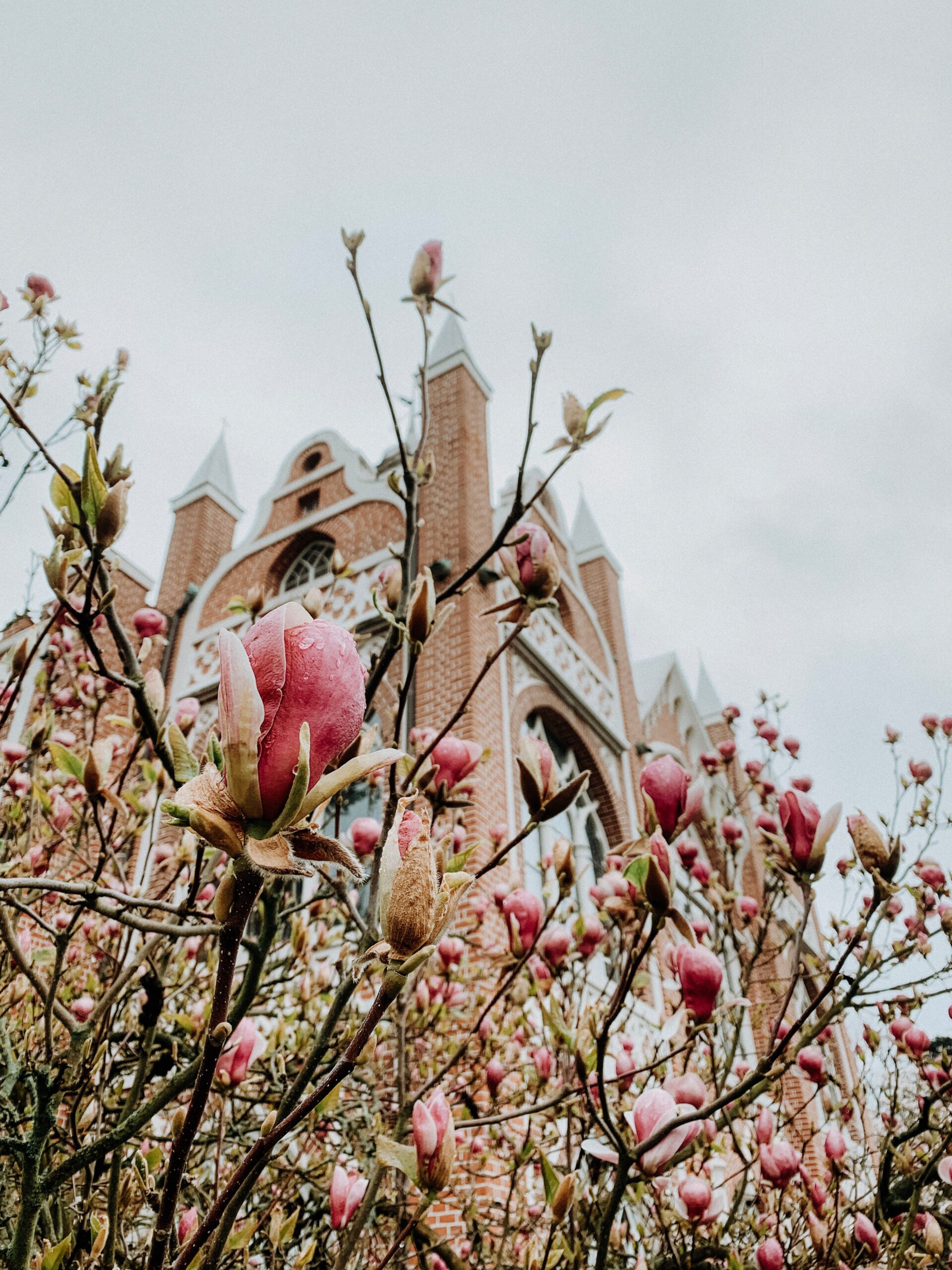 Magnolie Parfumöl Duftöl