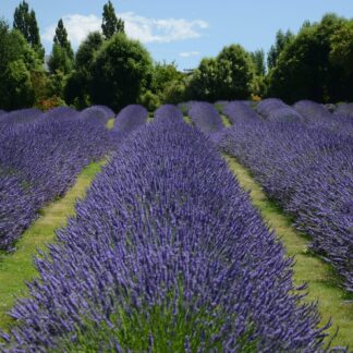 Lavendel Öl  Barreme