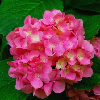 Geranium  Öl (Rosengeranie)