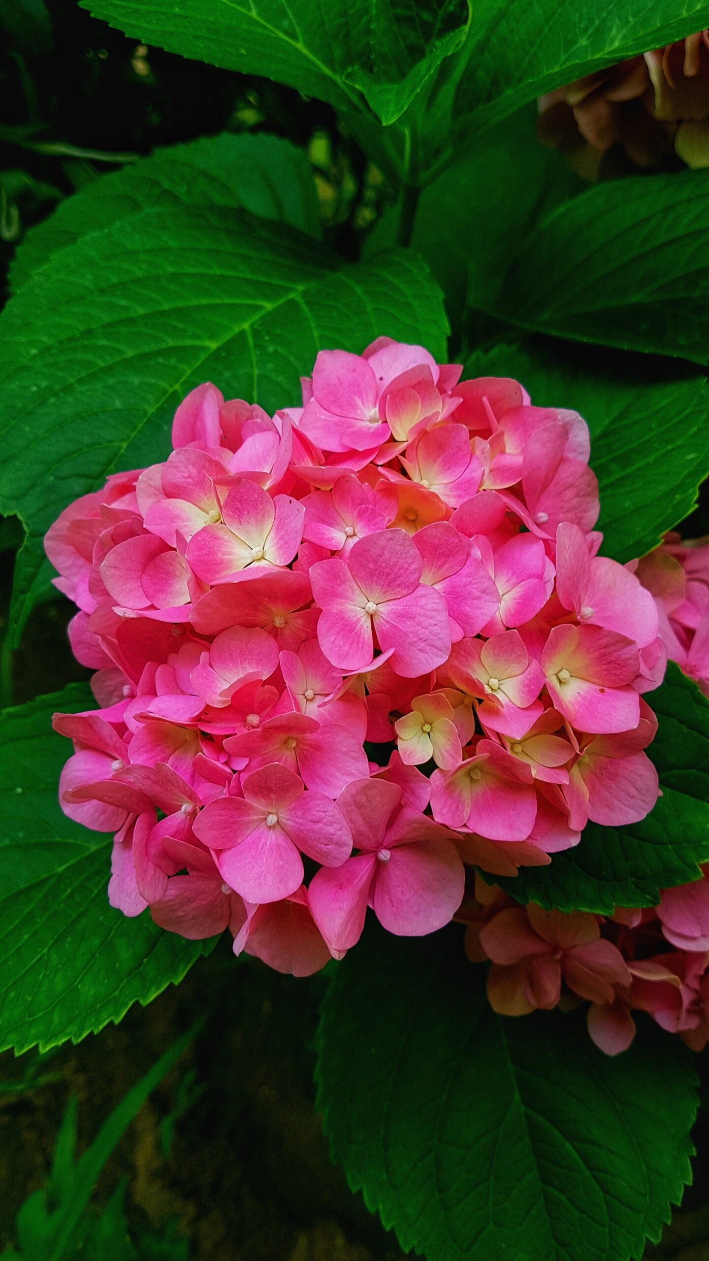 Geranium Öl (Rosengeranie)