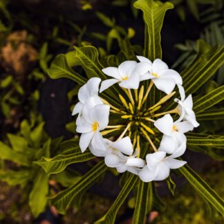 Frangipani Parfumöl Duftöl
