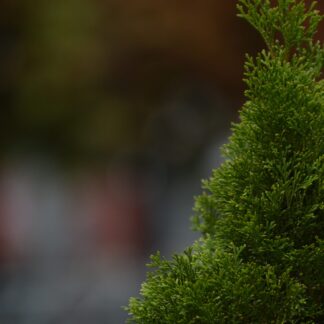Thuja Öl