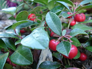 Wintergreen Öl ( Wintergrün)