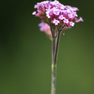 Eisenkraut Öl  (nat. Mischung)