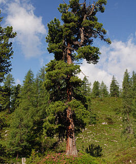 Zirbelkiefer Öl (Zirbenholz)