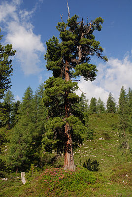 Zirbelkiefer Öl (Zirbenholz)